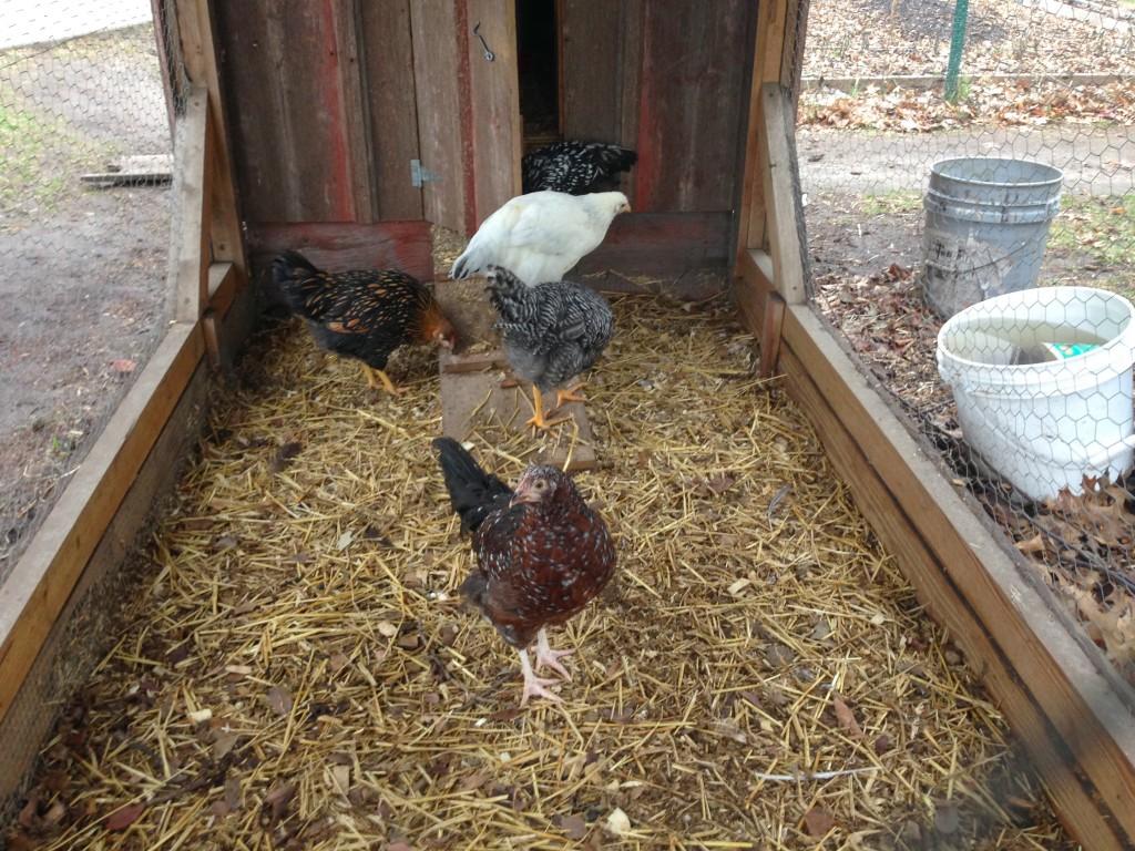 MULCH%2C+Macalester+Urban+Land+and+Community+Health%2C+recently+acquired+five+new+hens.+The+hens+provide+an+educational+experience+for+students+on+campus.+Photo+by+Naomi+Guttman+%E2%80%9916.