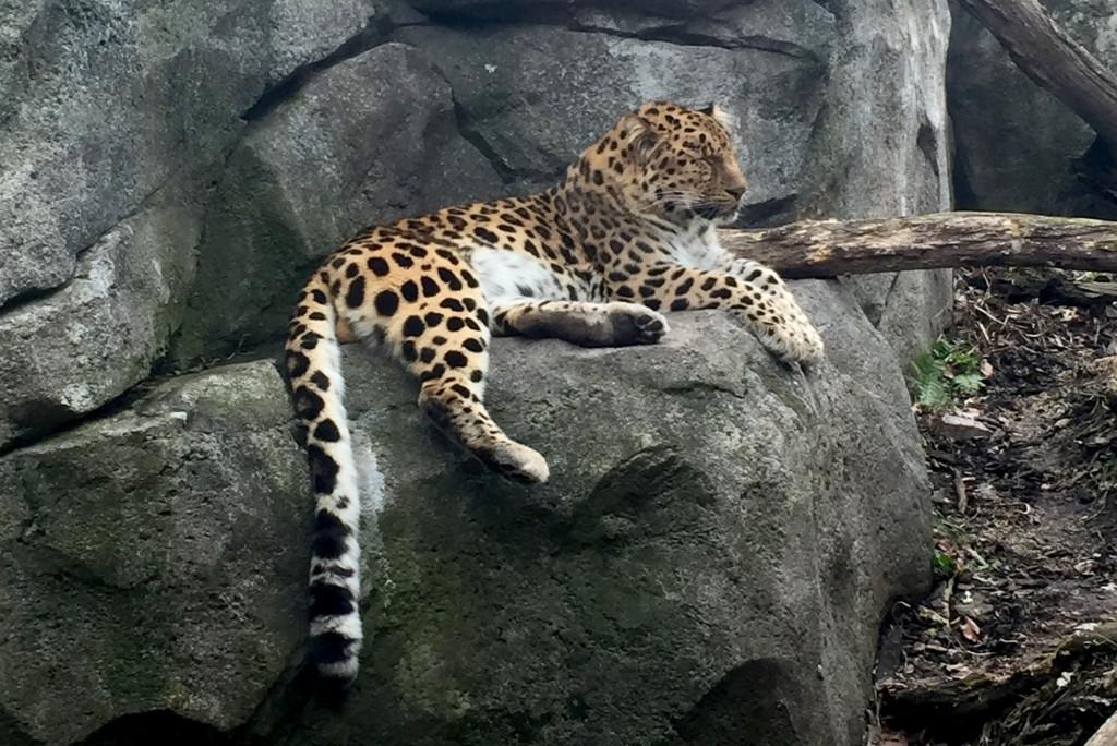 A+leopard+sunbathes+at+the+Minnesota+Zoo.+Photo+by+Barbara+Kuzma+%E2%80%9919.