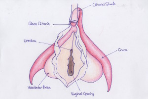 A diagram of the clitoris. Illustration courtesy of Penny Kahn ’17.