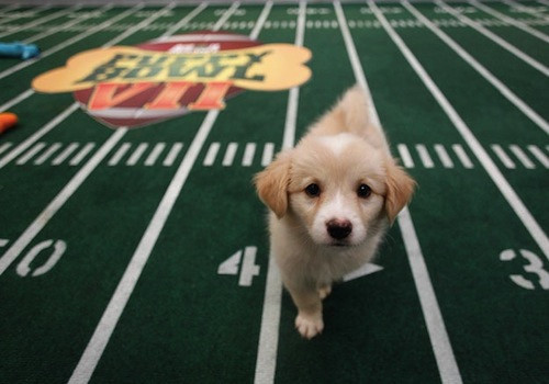 Puppies are athletes too! Inside the Puppy Bowl