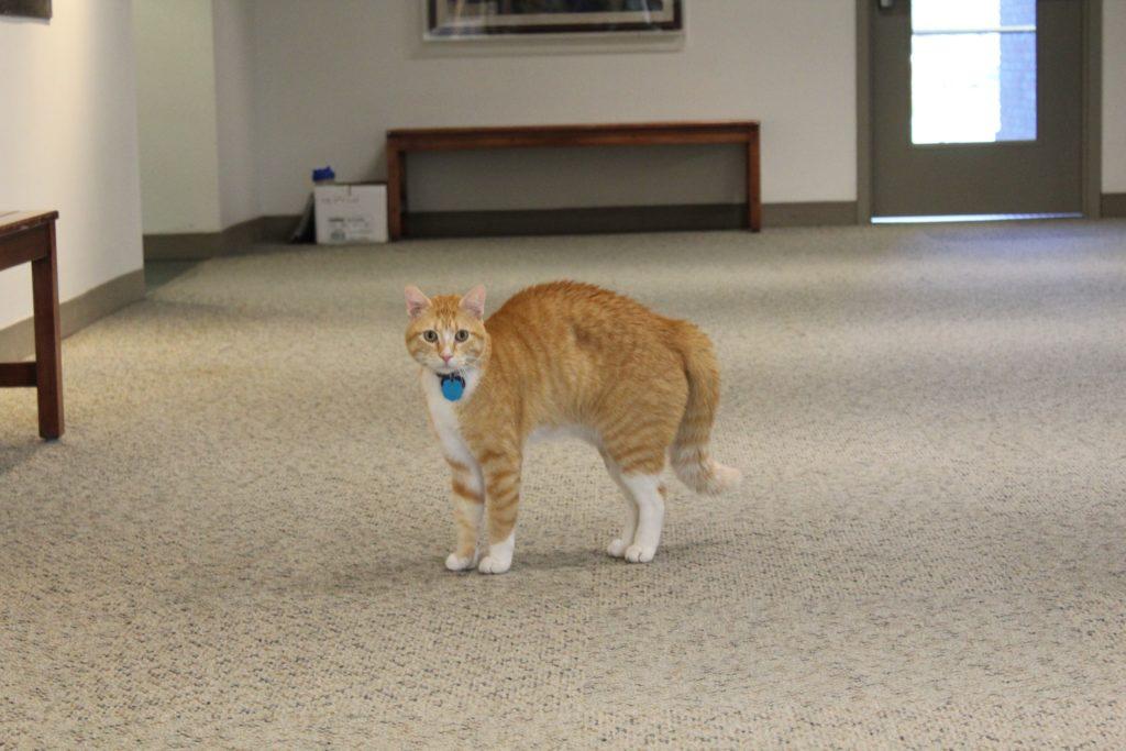 Max in Olin-Rice during Macathon on Nov. 10. Photo courtesy of Jaime Hasama ’18.