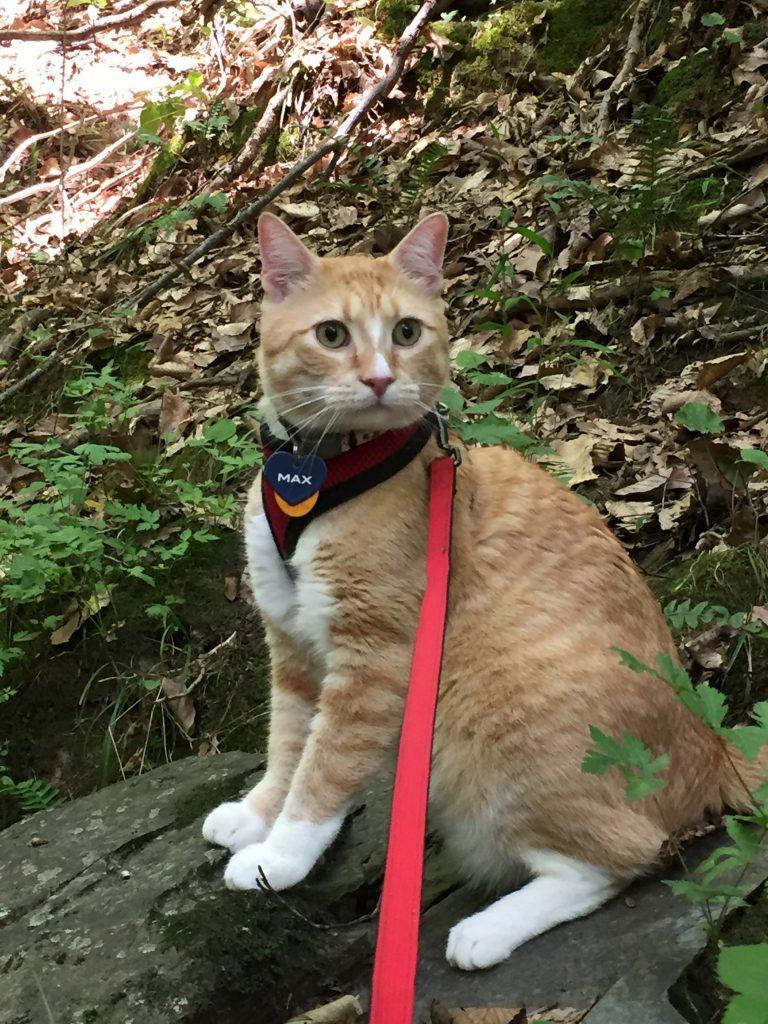 Max is king of the rock. Max has learned to walk on a leash since his rise to internet fame. 
