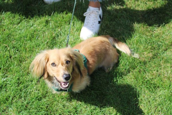 PAWS on Grand: Animals & community