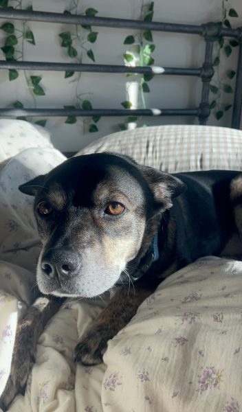 What my college dog taught me