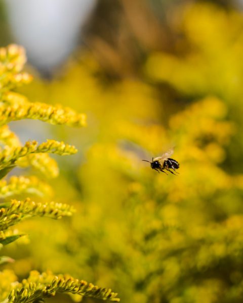 Did someone hear a buzz?